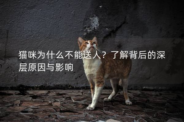 貓咪為什么不能送人？了解背后的深層原因與影響