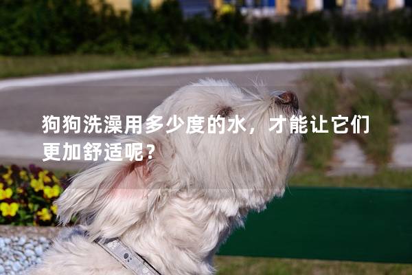 狗狗洗澡用多少度的水，才能讓它們更加舒適呢？