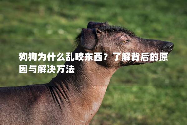 狗狗為什么亂咬東西？了解背后的原因與解決方法