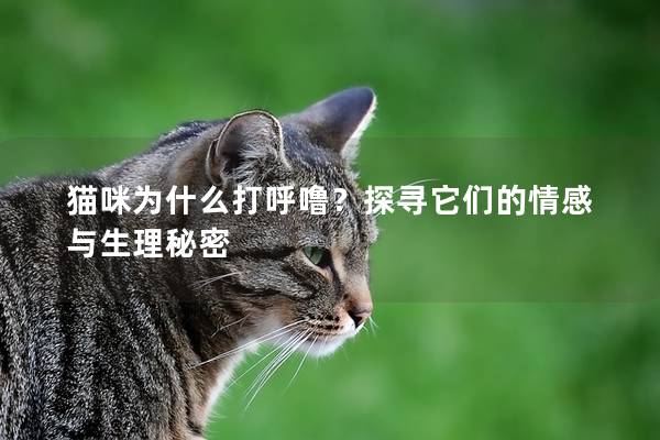 貓咪為什么打呼嚕?探尋它們的情感與生理秘密 貓咪為什么打呼嚕?探尋它們的情感與生理秘密