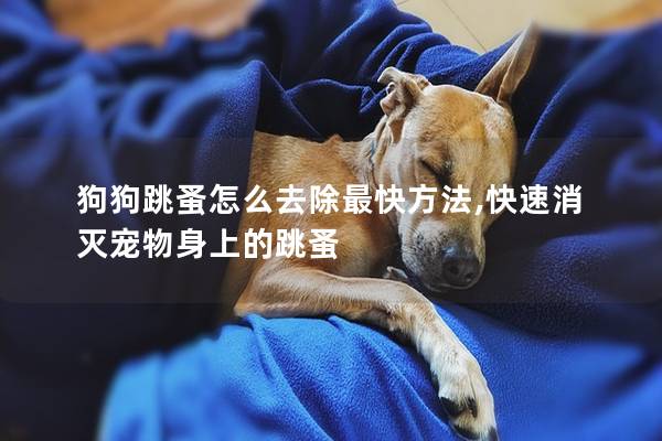 狗狗跳蚤怎么去除最快方法,快速消滅寵物身上的跳蚤