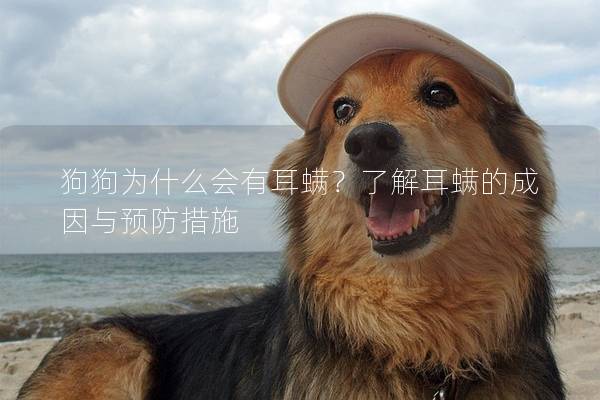 狗狗為什么會有耳螨?了解耳螨的成因與預防措施 狗狗為什么會有耳螨?了解耳螨的成因與預防措施