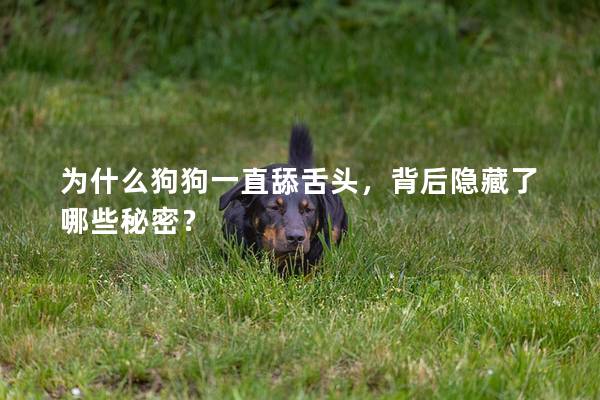 為什么狗狗一直舔舌頭，背后隱藏了哪些秘密？