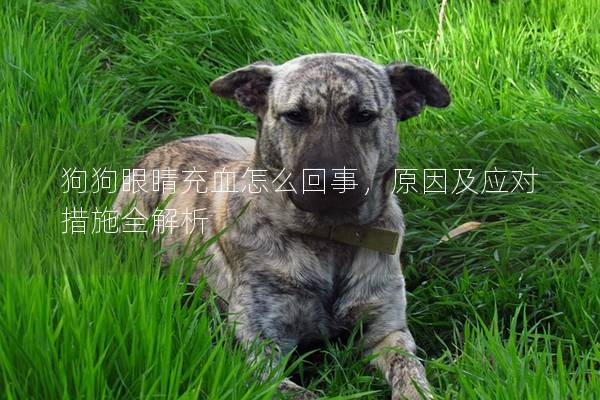 狗狗眼睛充血怎么回事,原因及應對措施全解析