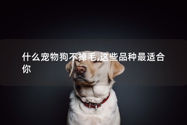 什么寵物狗不掉毛,這些品種最適合你