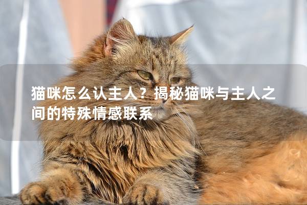 貓咪怎么認主人?揭秘貓咪與主人之間的特殊情感聯系 貓咪怎么認主人?揭秘貓咪與主人之間的特殊情感聯系