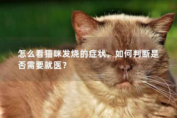 怎么看貓咪發燒的癥狀，如何判斷是否需要就醫？