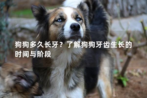 狗狗多久長牙?了解狗狗牙齒生長的時間與階段 狗狗多久長牙?了解狗狗牙齒生長的時間與階段