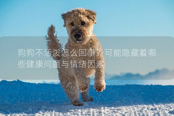 狗狗不活潑怎么回事？可能隱藏著哪些健康問題與情緒因素