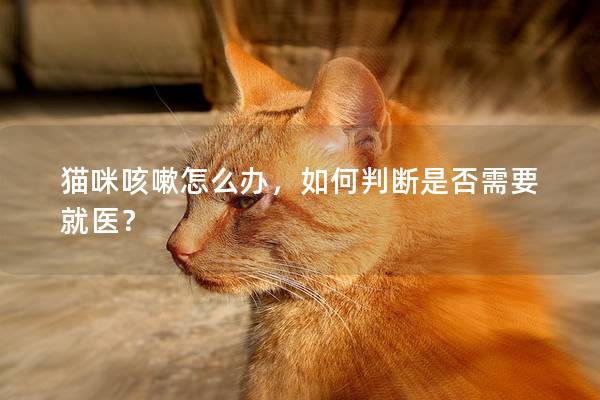 貓咪咳嗽怎么辦，如何判斷是否需要就醫？