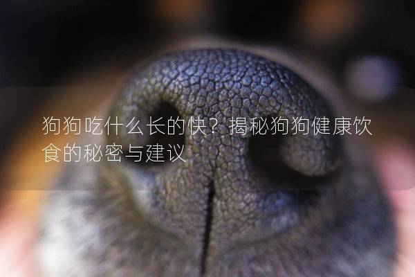 狗狗吃什么長的快？揭秘狗狗健康飲食的秘密與建議