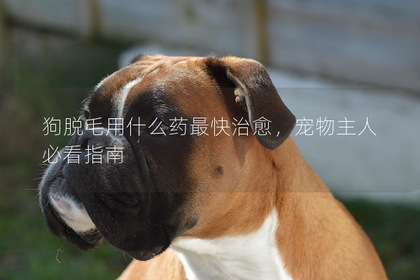狗脫毛用什么藥最快治愈,寵物主人必看指南 狗脫毛用什么藥最快治愈,寵物主人必看指南