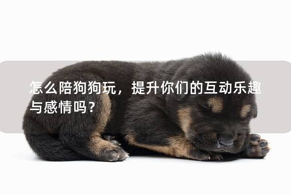 怎么陪狗狗玩，提升你們的互動樂趣與感情嗎？