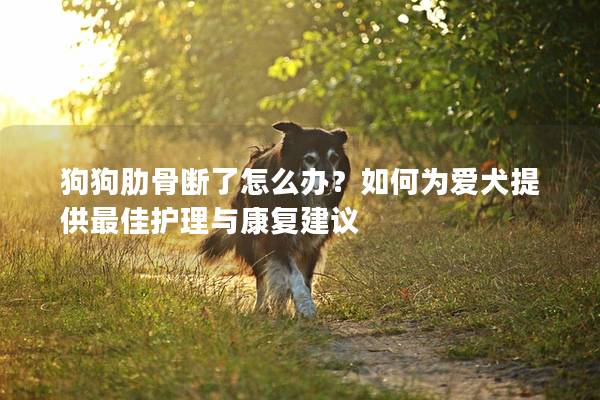 狗狗肋骨斷了怎么辦？如何為愛犬提供最佳護(hù)理與康復(fù)建議