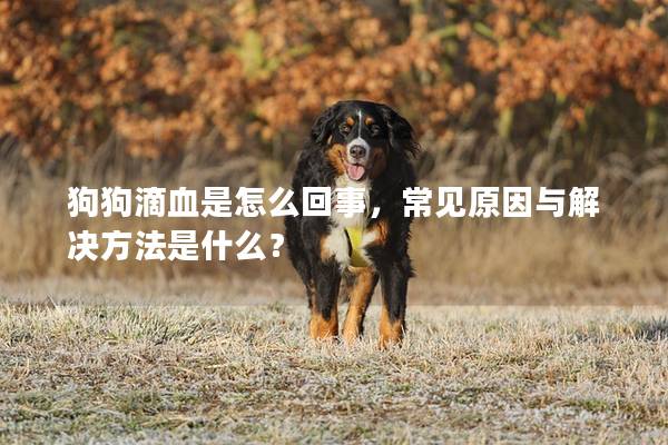 狗狗滴血是怎么回事，常見原因與解決方法是什么？