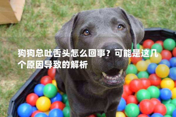 狗狗總吐舌頭怎么回事？可能是這幾個(gè)原因?qū)е碌慕馕?></em><p>狗狗總吐舌頭怎么回事？可能是這幾個(gè)原因?qū)е碌慕馕?/p><span>2025-03-07</span></a></li><li><a title=