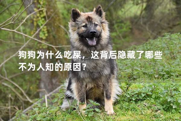 狗狗為什么吃屎，這背后隱藏了哪些不為人知的原因？