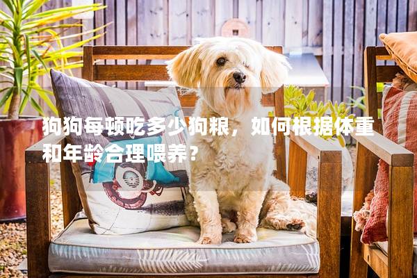 狗狗每頓吃多少狗糧，如何根據(jù)體重和年齡合理喂養(yǎng)？
