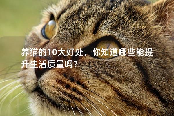 養(yǎng)貓的10大好處，你知道哪些能提升生活質(zhì)量嗎？