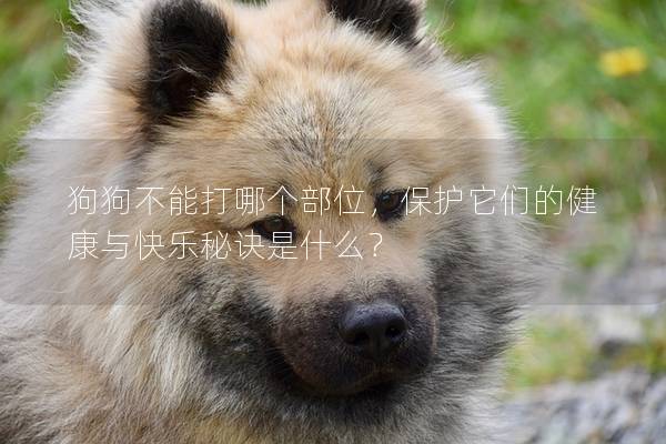 狗狗不能打哪個部位，保護它們的健康與快樂秘訣是什么？
