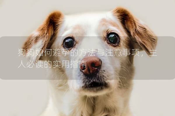 狗狗如何避孕的方法與注意事項(xiàng)，主人必讀的實(shí)用指南
