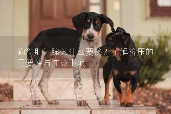 狗狗肛門腺為什么要擠？了解擠壓的重要性與注意事項