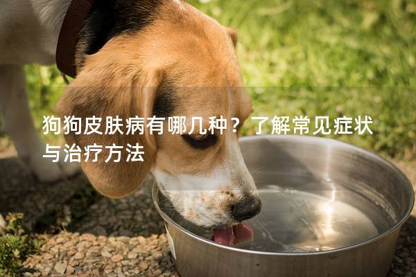 狗狗皮膚病有哪幾種？了解常見癥狀與治療方法