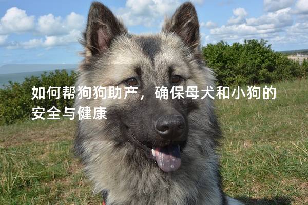 如何幫狗狗助產，確保母犬和小狗的安全與健康