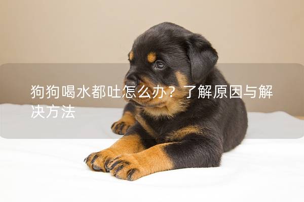 狗狗喝水都吐怎么辦？了解原因與解決方法