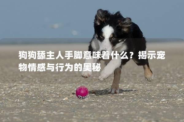 狗狗舔主人手腳意味著什么？揭示寵物情感與行為的奧秘