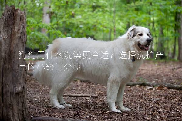 狗狗用什么洗澡更合適?選擇洗護產品的小竅門分享 狗狗用什么洗澡更合適?選擇洗護產品的小竅門分享