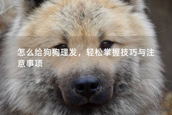 怎么給狗狗理發，輕松掌握技巧與注意事項