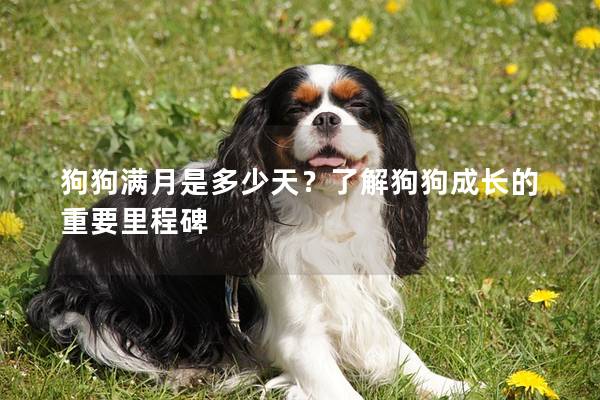 狗狗滿月是多少天？了解狗狗成長的重要里程碑