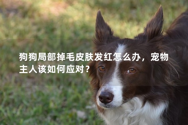 狗狗局部掉毛皮膚發(fā)紅怎么辦，寵物主人該如何應(yīng)對？