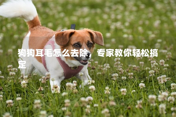 狗狗耳毛怎么去除，專家教你輕松搞定