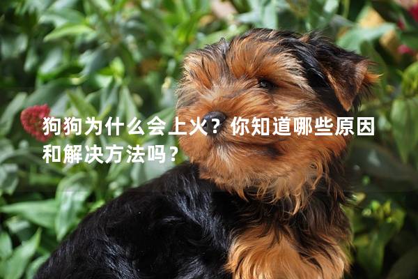 狗狗為什么會上火？你知道哪些原因和解決方法嗎？