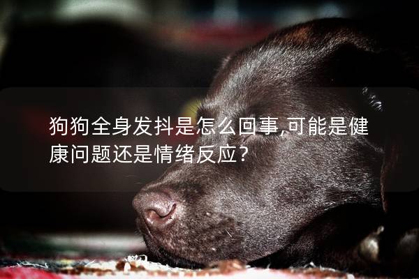 狗狗全身發(fā)抖是怎么回事,可能是健康問題還是情緒反應(yīng)？