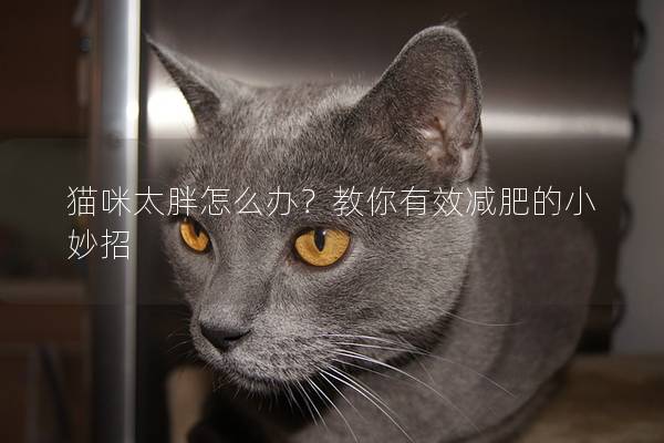 貓咪太胖怎么辦？教你有效減肥的小妙招