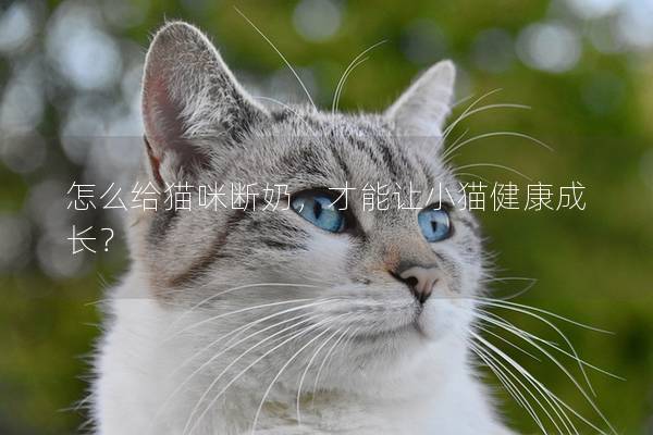 怎么給貓咪斷奶，才能讓小貓健康成長？