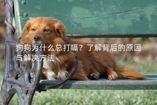 狗狗為什么總打嗝?了解背后的原因與解決方法 狗狗為什么總打嗝?了解背后的原因與解決方法
