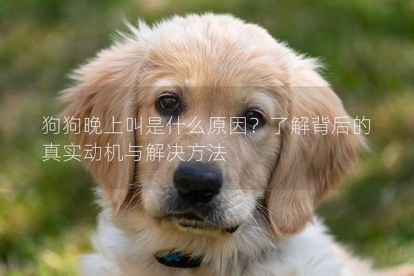 狗狗晚上叫是什么原因?了解背后的真實動機與解決方法 狗狗晚上叫是什么原因?了解背后的真實動機與解決方法