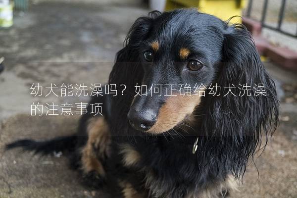 幼犬能洗澡嗎？如何正確給幼犬洗澡的注意事項
