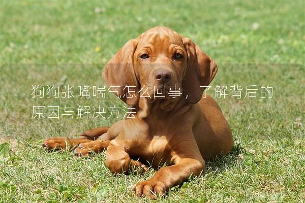 狗狗張嘴喘氣怎么回事，了解背后的原因與解決方法