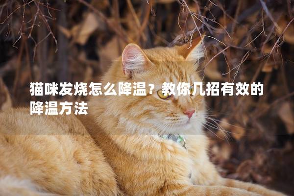 貓咪發(fā)燒怎么降溫？教你幾招有效的降溫方法
