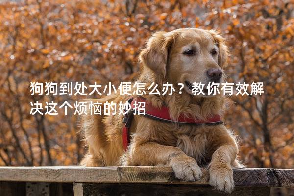 狗狗到處大小便怎么辦？教你有效解決這個煩惱的妙招