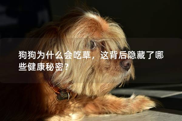 狗狗為什么會吃草，這背后隱藏了哪些健康秘密？