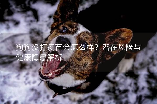 狗狗沒打疫苗會怎么樣？潛在風險與健康隱患解析