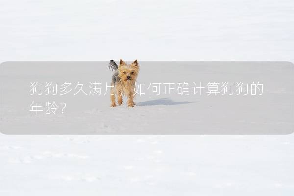 狗狗多久滿月，如何正確計算狗狗的年齡？