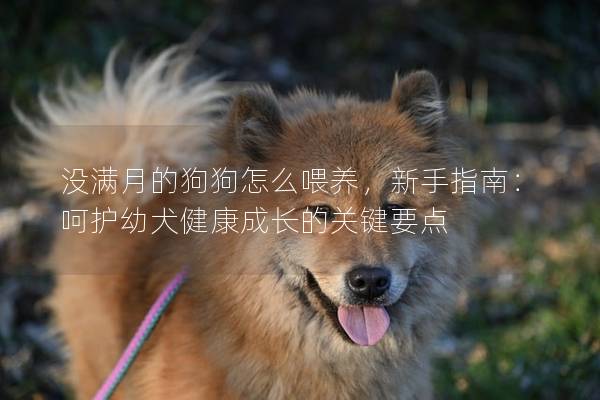 沒滿月的狗狗怎么喂養,新手指南:呵護幼犬健康成長的關鍵要點