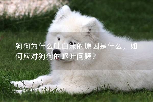 狗狗為什么吐白沫的原因是什么，如何應對狗狗的嘔吐問題？